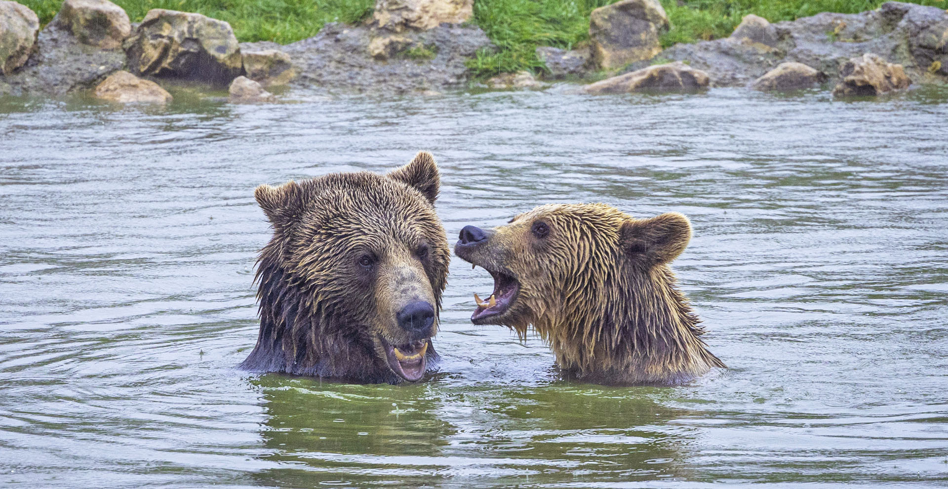 Bjørne bader i sø