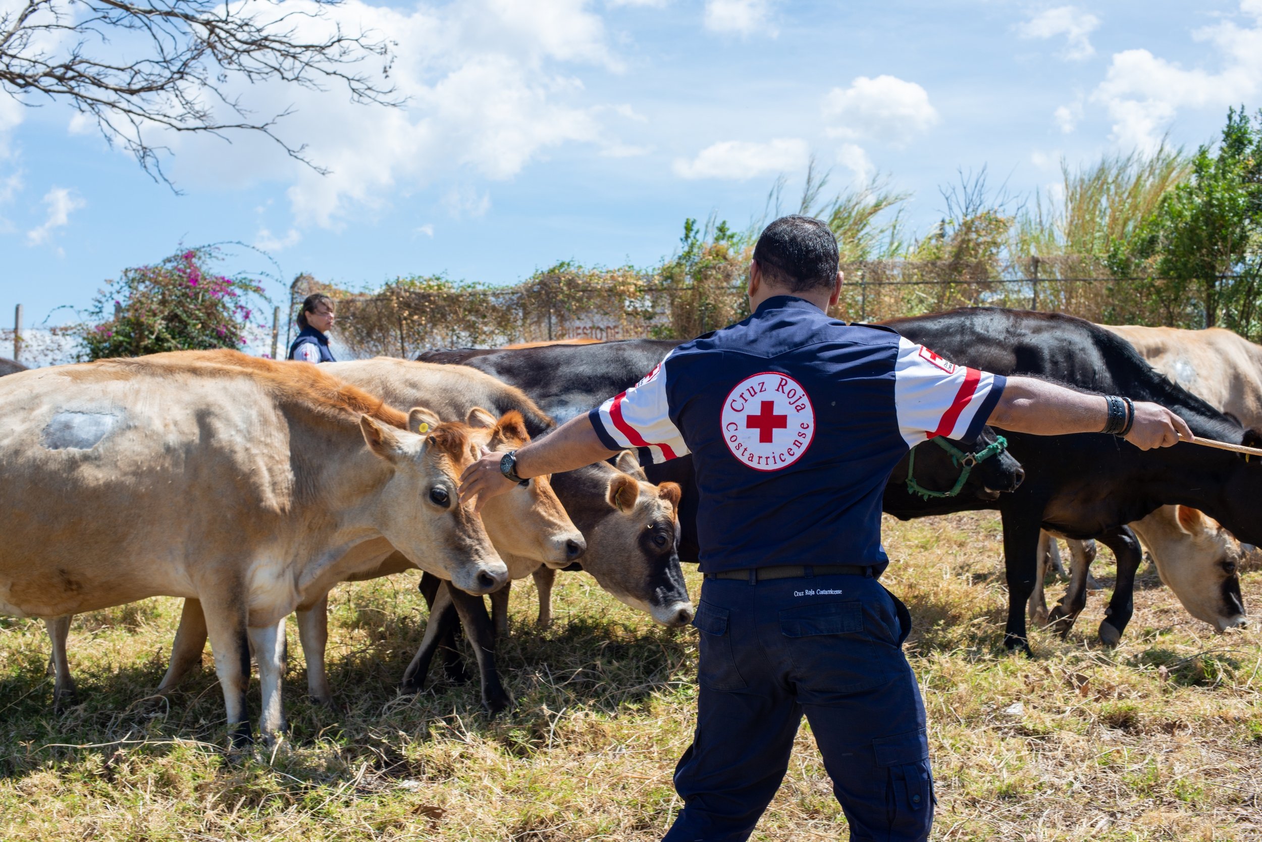 Røde Kors-medarbejder lærer at drive kvæg sammen uden at stresse dyrene.