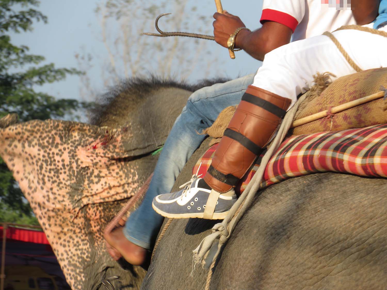 Elefant styres af mahout med jernkrog