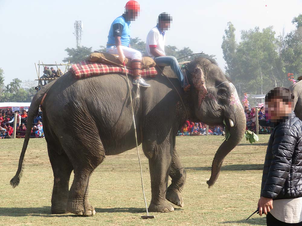 To ryttere på ryggen af elefant klar til polokamp