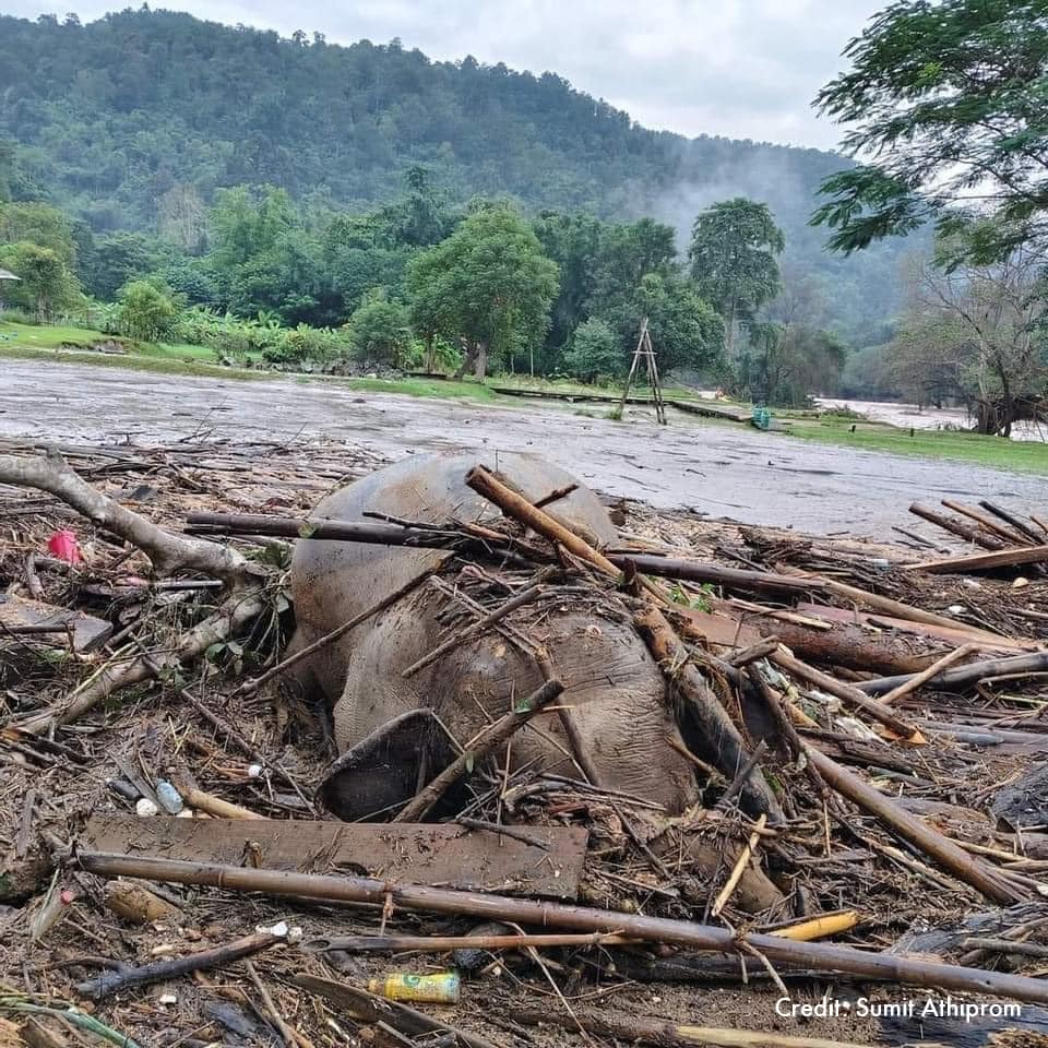 Elefant i dybt vand under oversvømmelser i Thailand