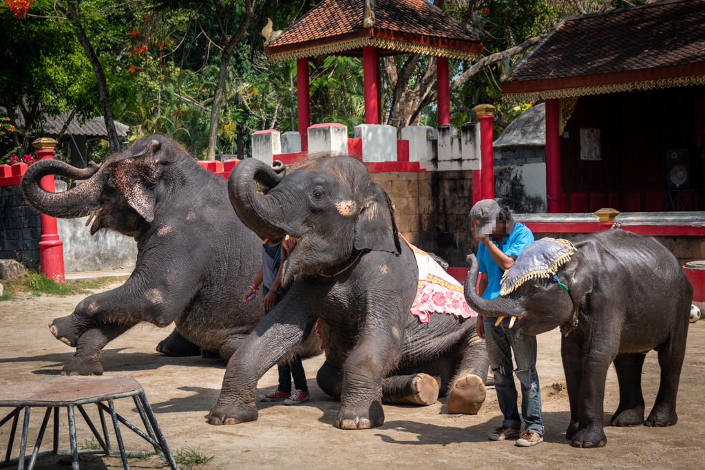 En elefantunge og voksne elefanter udnyttes til at underholde turister.