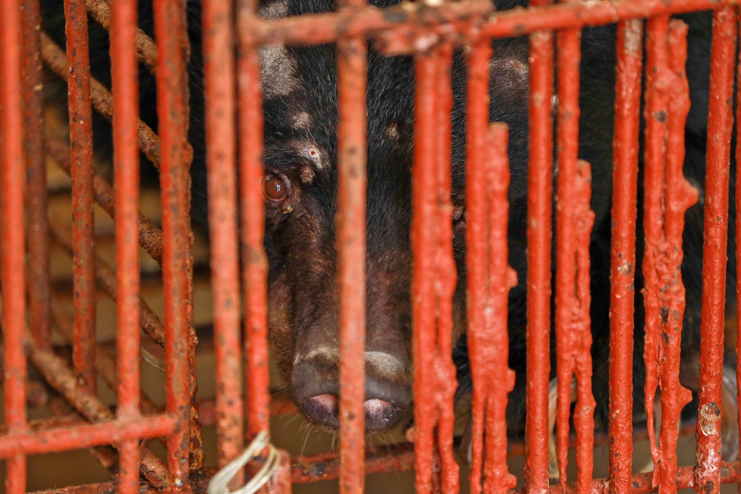 Bjørnen Chinh kigger ud gennem tremmerne i sit bur