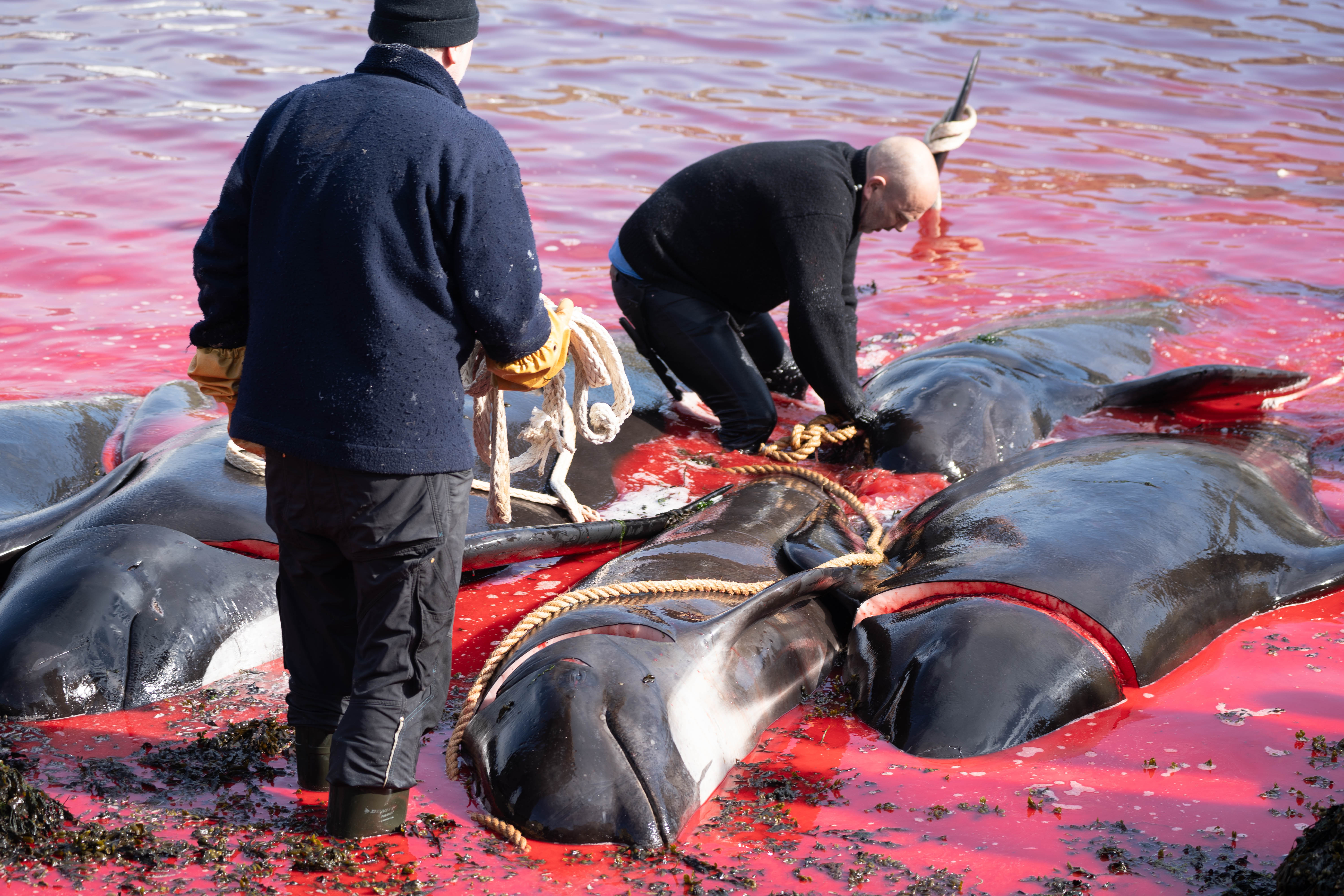Grindehvaler dræbt ved Færøerne