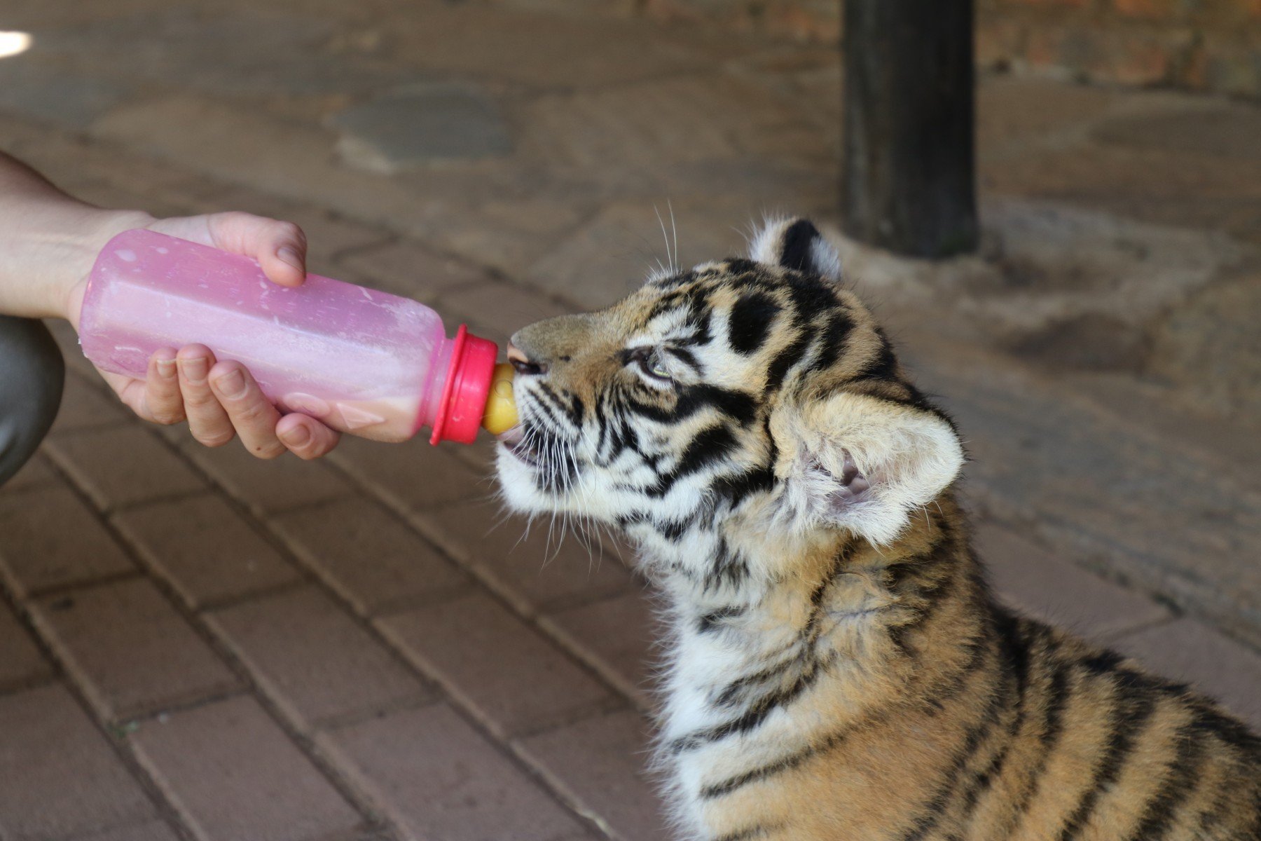 Mange steder i verden udnyttes tigerunger til at tjene penge. Turister kan betale for at made ungerne med sutteflaske og få taget et billede med dem. Billedet her er fra en sydafrikansk tiger- og løvefarm. 
